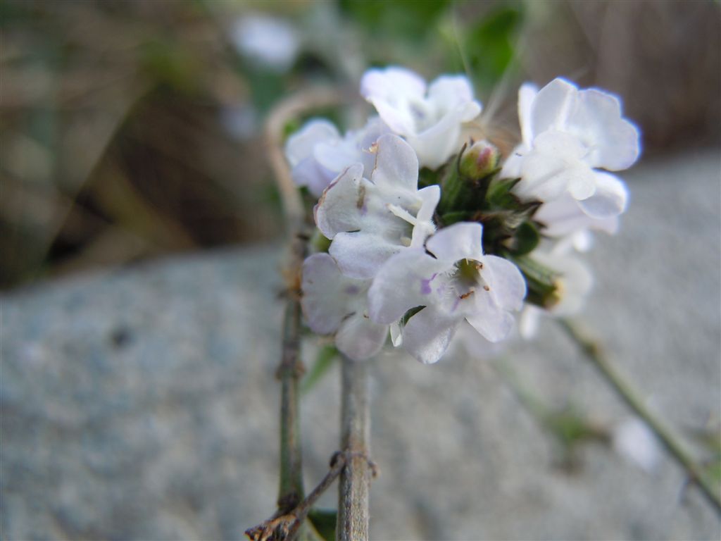 Calamintha nepeta
